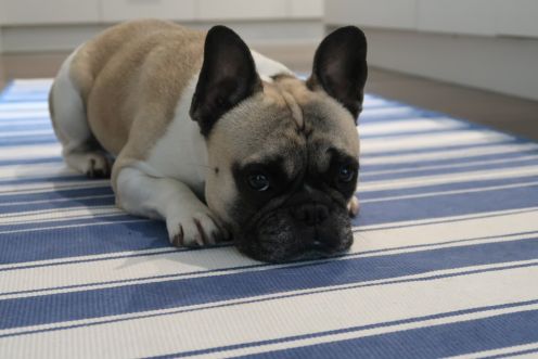 frenchies aust 2.jpg